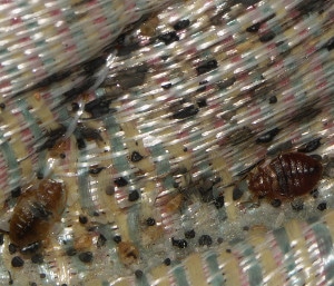 bed bug infestation on a mattress